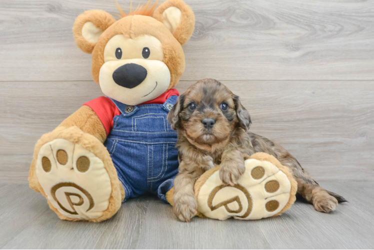 Smart Cavapoo Poodle Mix Pup