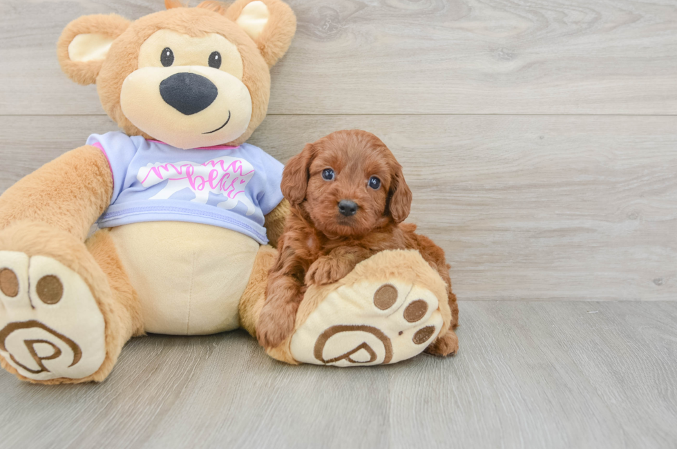 5 week old Cavapoo Puppy For Sale - Premier Pups