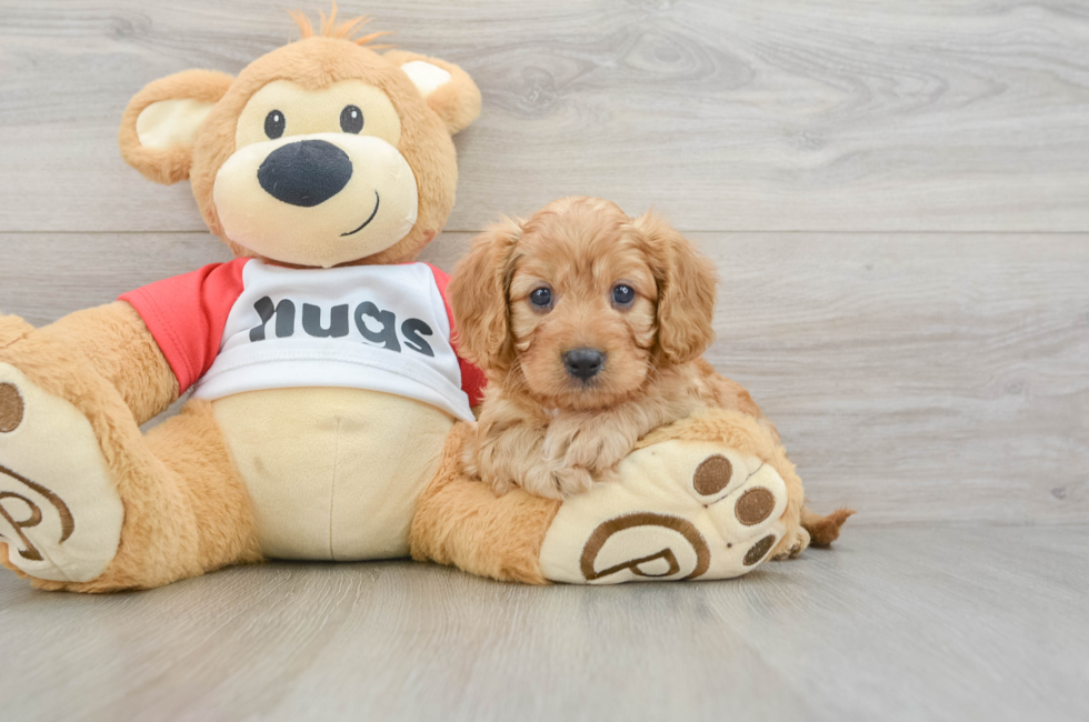 7 week old Cavapoo Puppy For Sale - Premier Pups