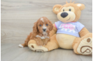 Best Cavapoo Baby