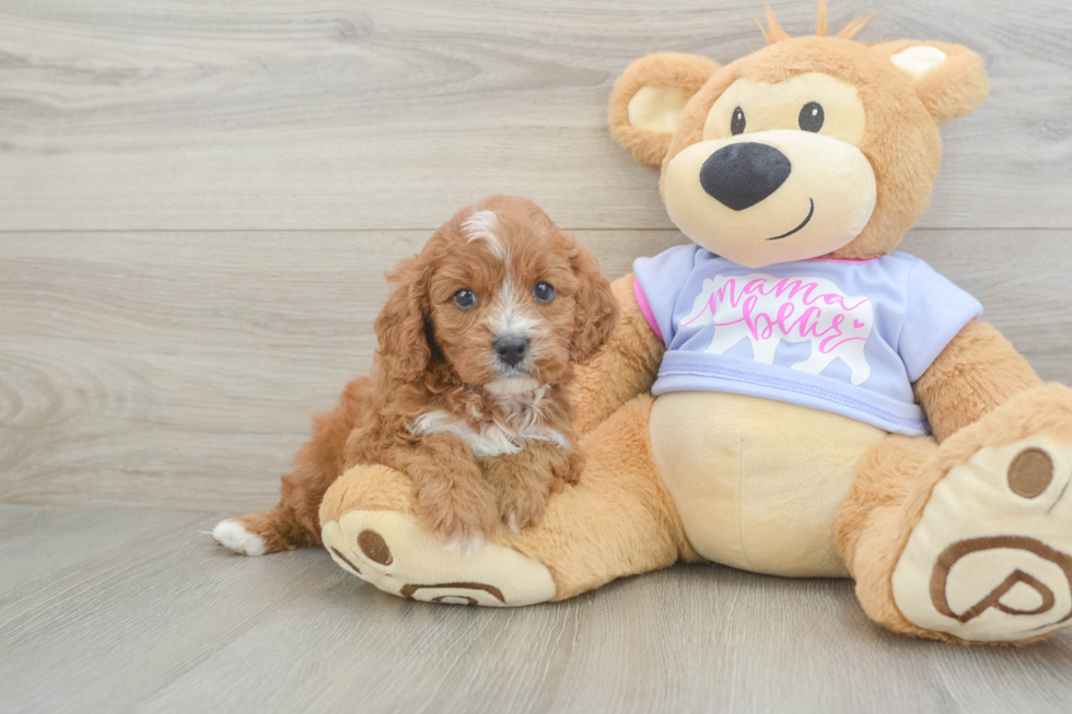 Best Cavapoo Baby