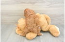 Cavapoo Pup Being Cute