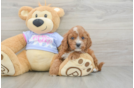 Best Cavapoo Baby
