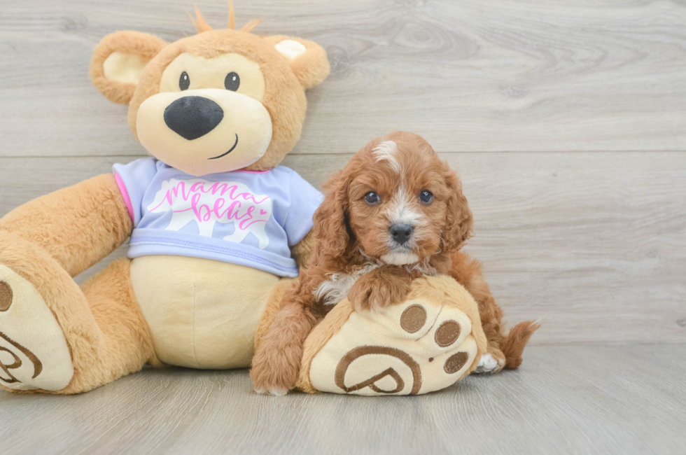5 week old Cavapoo Puppy For Sale - Premier Pups