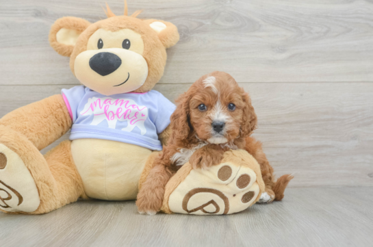 Best Cavapoo Baby