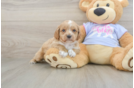 Best Cavapoo Baby
