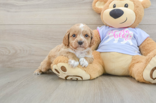 Best Cavapoo Baby
