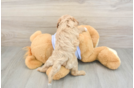 Fluffy Cavapoo Poodle Mix Pup