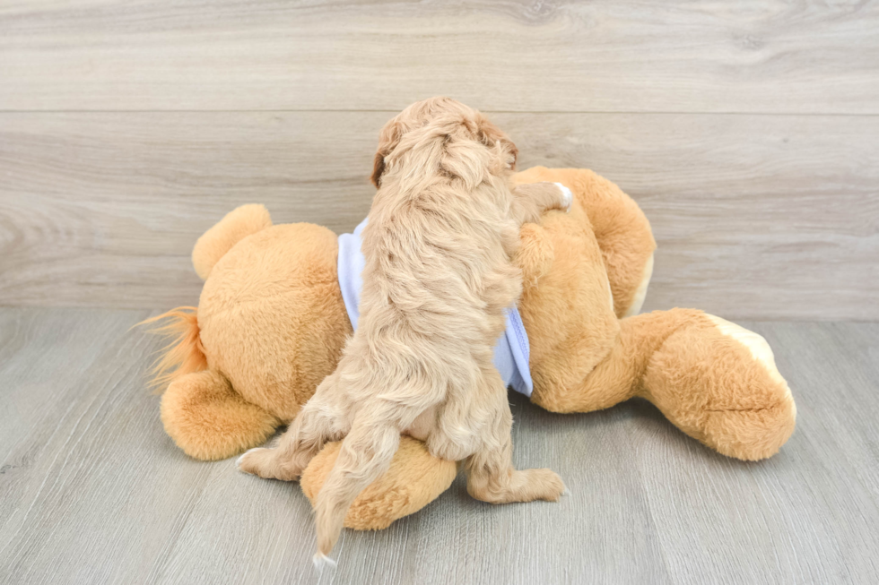 Fluffy Cavapoo Poodle Mix Pup