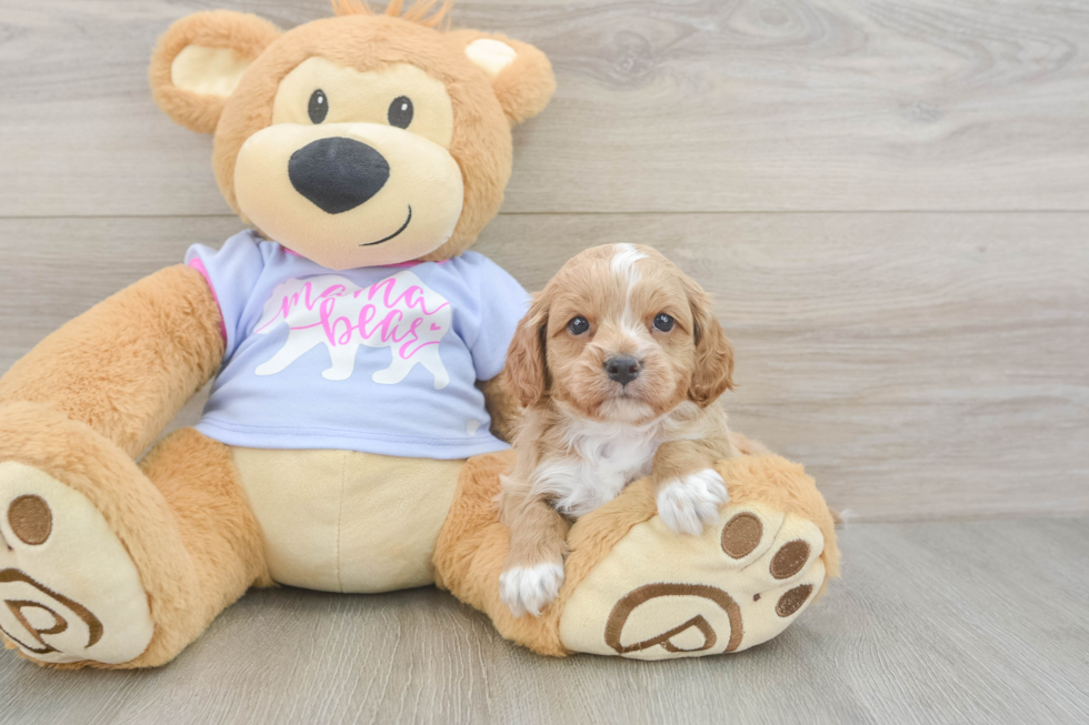 Cavapoo Puppy for Adoption