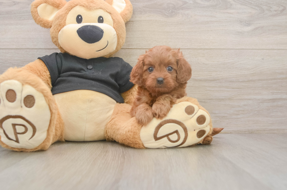 5 week old Cavapoo Puppy For Sale - Premier Pups
