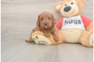 Fluffy Cavapoo Poodle Mix Pup