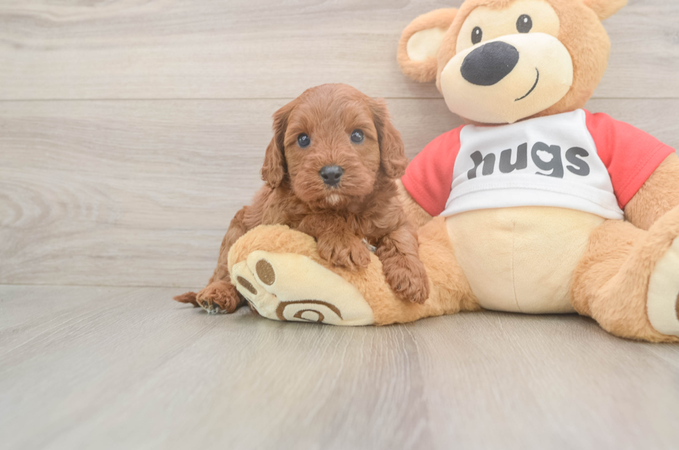 5 week old Cavapoo Puppy For Sale - Premier Pups