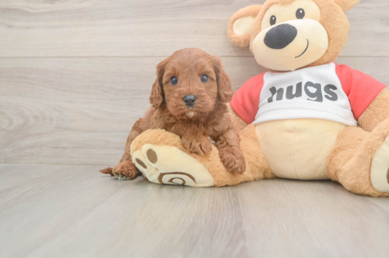 Fluffy Cavapoo Poodle Mix Pup