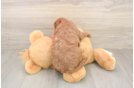 Hypoallergenic Cavadoodle Poodle Mix Puppy