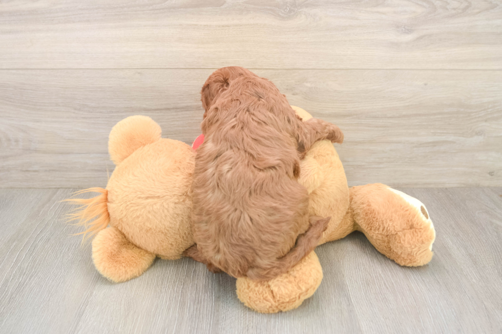 Hypoallergenic Cavadoodle Poodle Mix Puppy