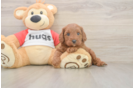 Cavapoo Puppy for Adoption