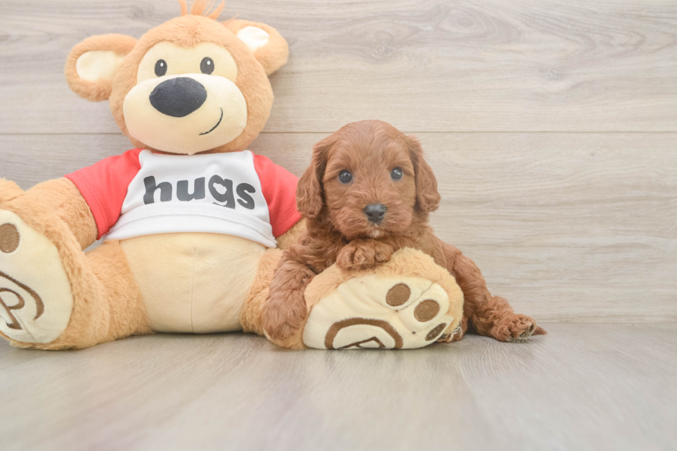 Cavapoo Puppy for Adoption