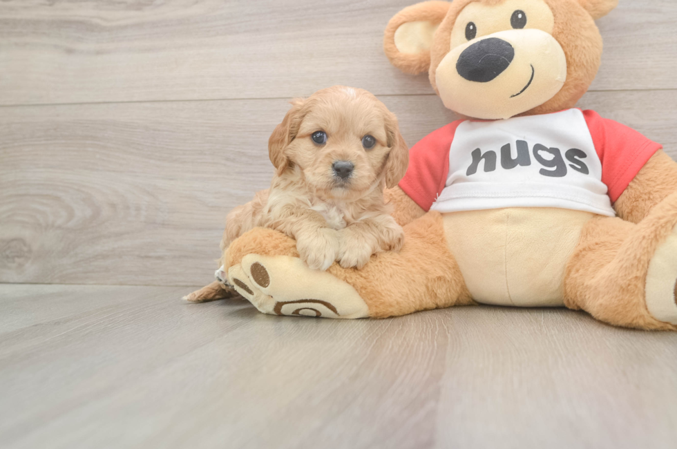 5 week old Cavapoo Puppy For Sale - Premier Pups