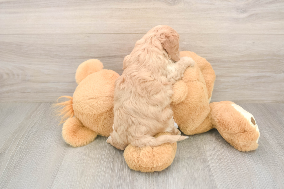 Fluffy Cavapoo Poodle Mix Pup