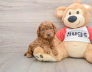 8 week old Cavapoo Puppy For Sale - Premier Pups