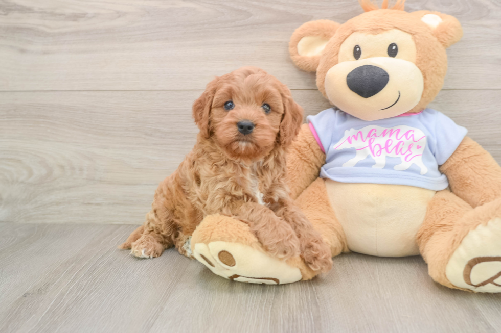 Energetic Cavoodle Poodle Mix Puppy