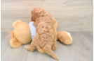 Adorable Cavalier King Charles Spaniel and Poodle Mix Poodle Mix Puppy