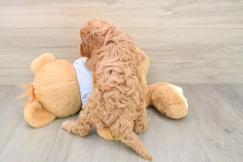 Adorable Cavalier King Charles Spaniel and Poodle Mix Poodle Mix Puppy