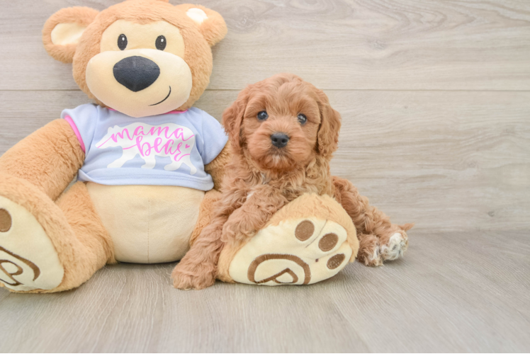 Sweet Cavapoo Baby