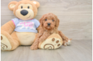 Sweet Cavapoo Baby