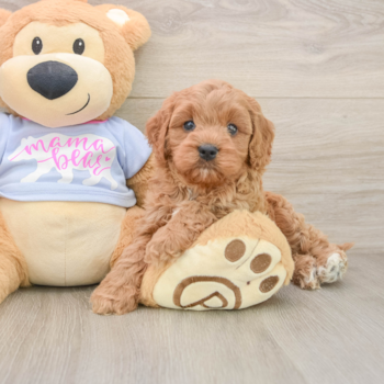 Sweet Cavapoo Baby