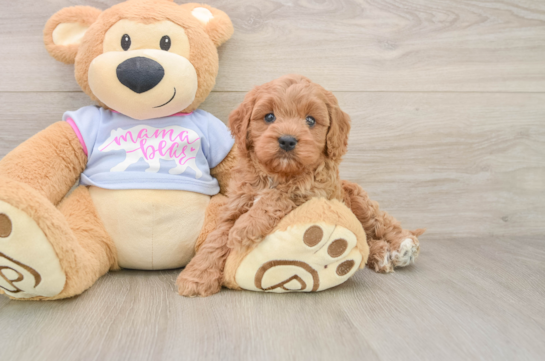 Sweet Cavapoo Baby
