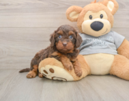 7 week old Cavapoo Puppy For Sale - Premier Pups