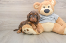 Cavapoo Puppy for Adoption