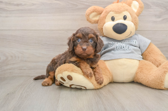 Cavapoo Puppy for Adoption