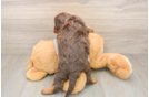 Cavapoo Pup Being Cute