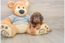 Playful Cavapoodle Poodle Mix Puppy