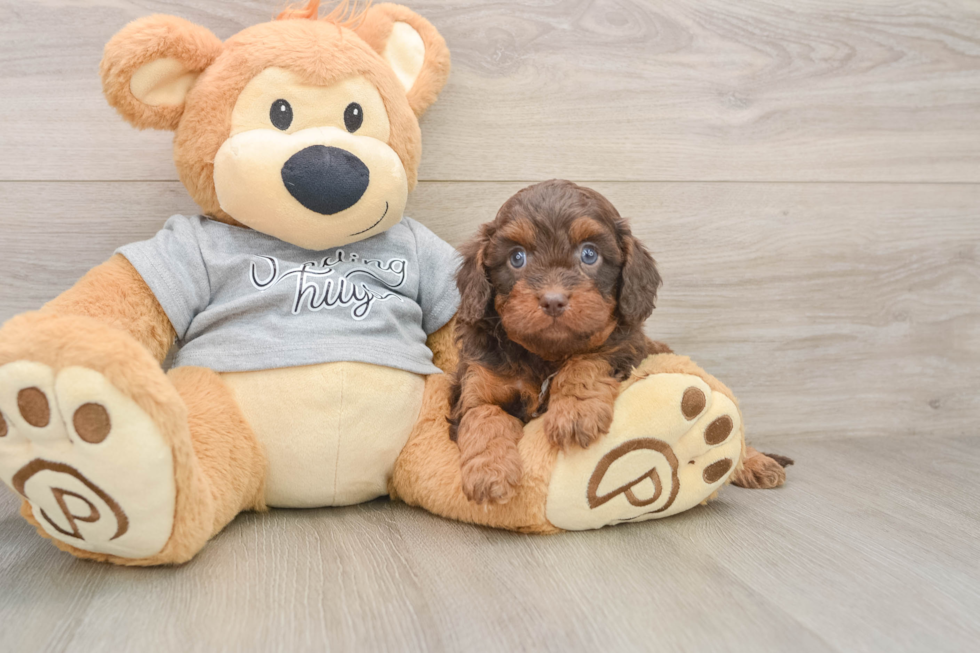 Playful Cavapoodle Poodle Mix Puppy