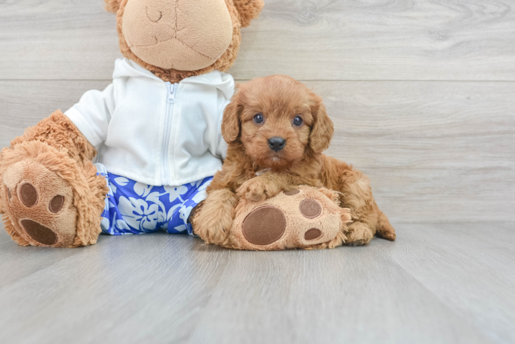 Happy Cavapoo Baby
