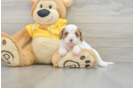 Cute Cavapoo Baby