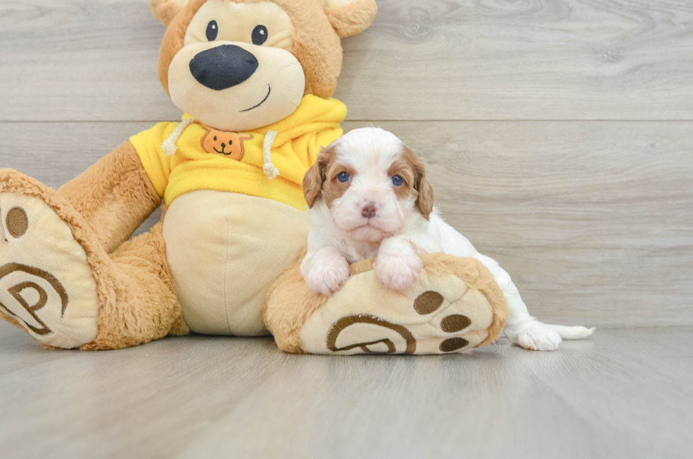 5 week old Cavapoo Puppy For Sale - Premier Pups