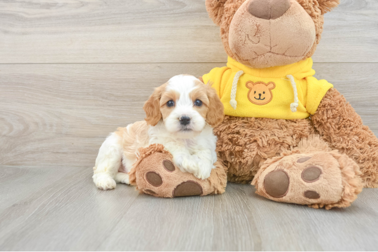 Sweet Cavapoo Baby