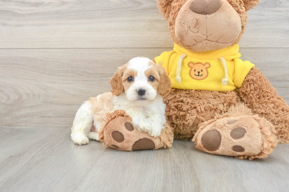 Sweet Cavapoo Baby