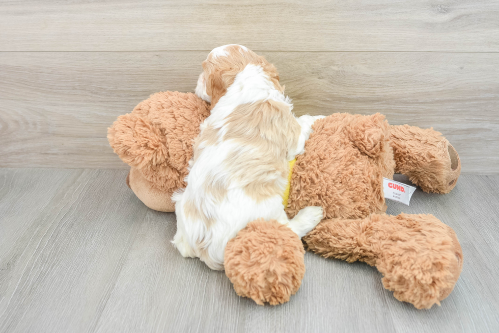 Cavapoo Pup Being Cute