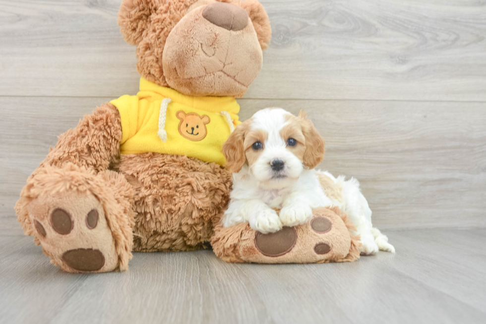 Happy Cavapoo Baby