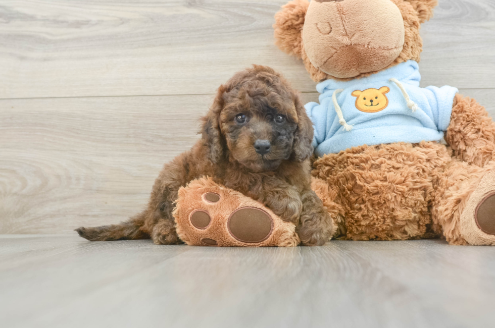 6 week old Cavapoo Puppy For Sale - Premier Pups