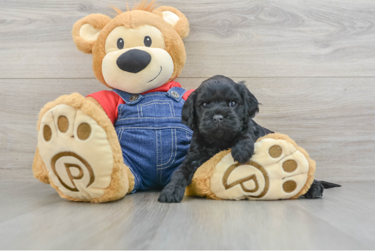 Popular Cavapoo Poodle Mix Pup