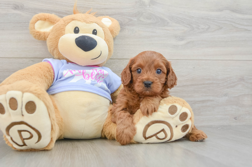 5 week old Cavapoo Puppy For Sale - Premier Pups
