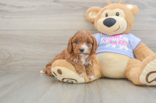 Sweet Cavapoo Baby