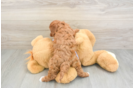 Small Cavapoo Baby